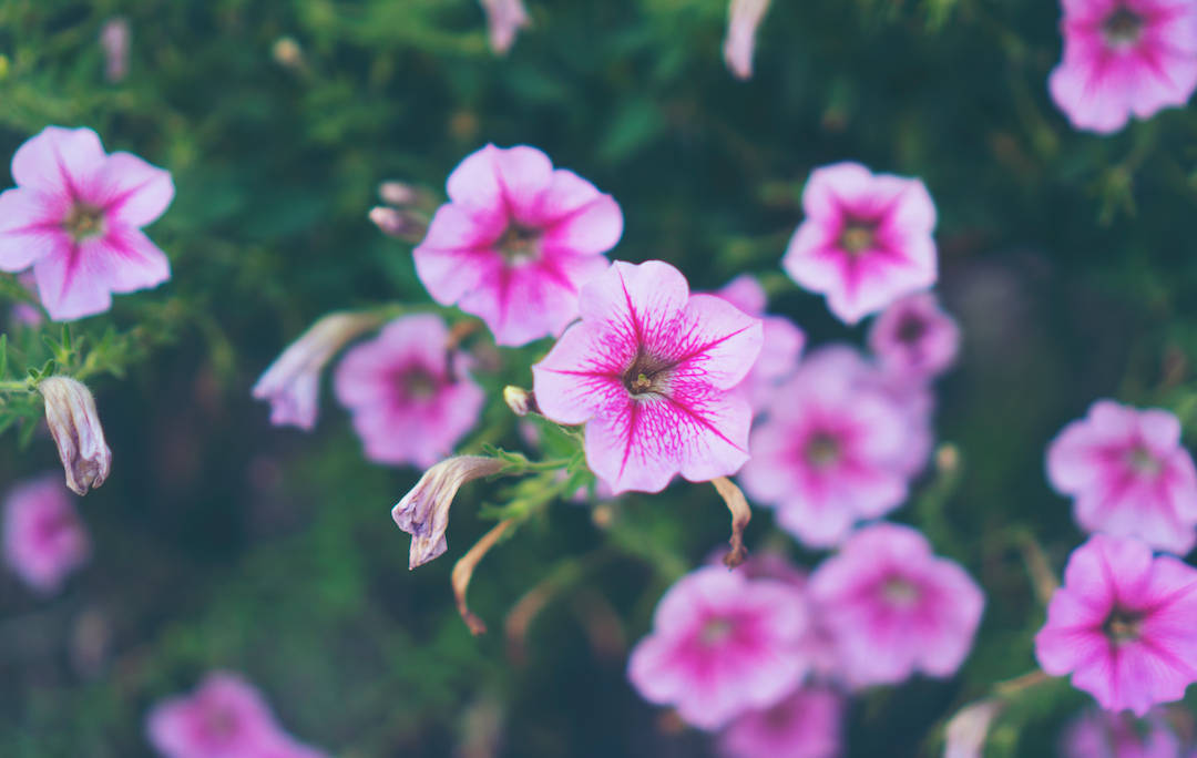 Turquie : Ses exportations de fleurs augmentent de 100% pour la fêtes des mères et cela pour 35 pays