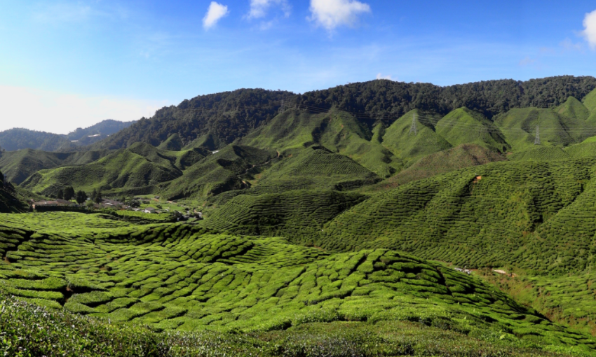 UAE becomes Kenya’s largest tea importer ahead of UK and Egypt