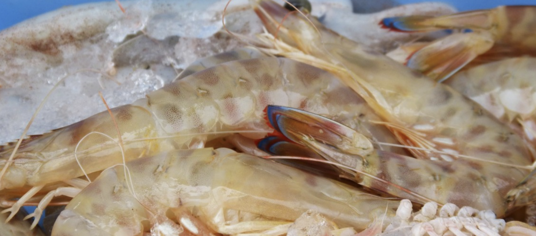 Maroc : Deux nouvelles usines de transformation de crevettes vont être installées dans le nord pour 40 millions d’€