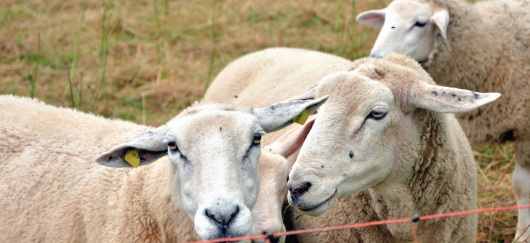Aid El Adha: Les ventes de mouton ont chuté de moitié par rapport à 2019 en Algérie