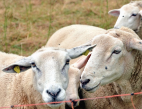 Aid El Adha: Les ventes de mouton ont chuté de moitié par rapport à 2019 en Algérie