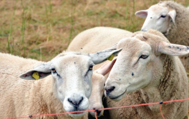 Aid El Adha: Les ventes de mouton ont chuté de moitié par rapport à 2019 en Algérie