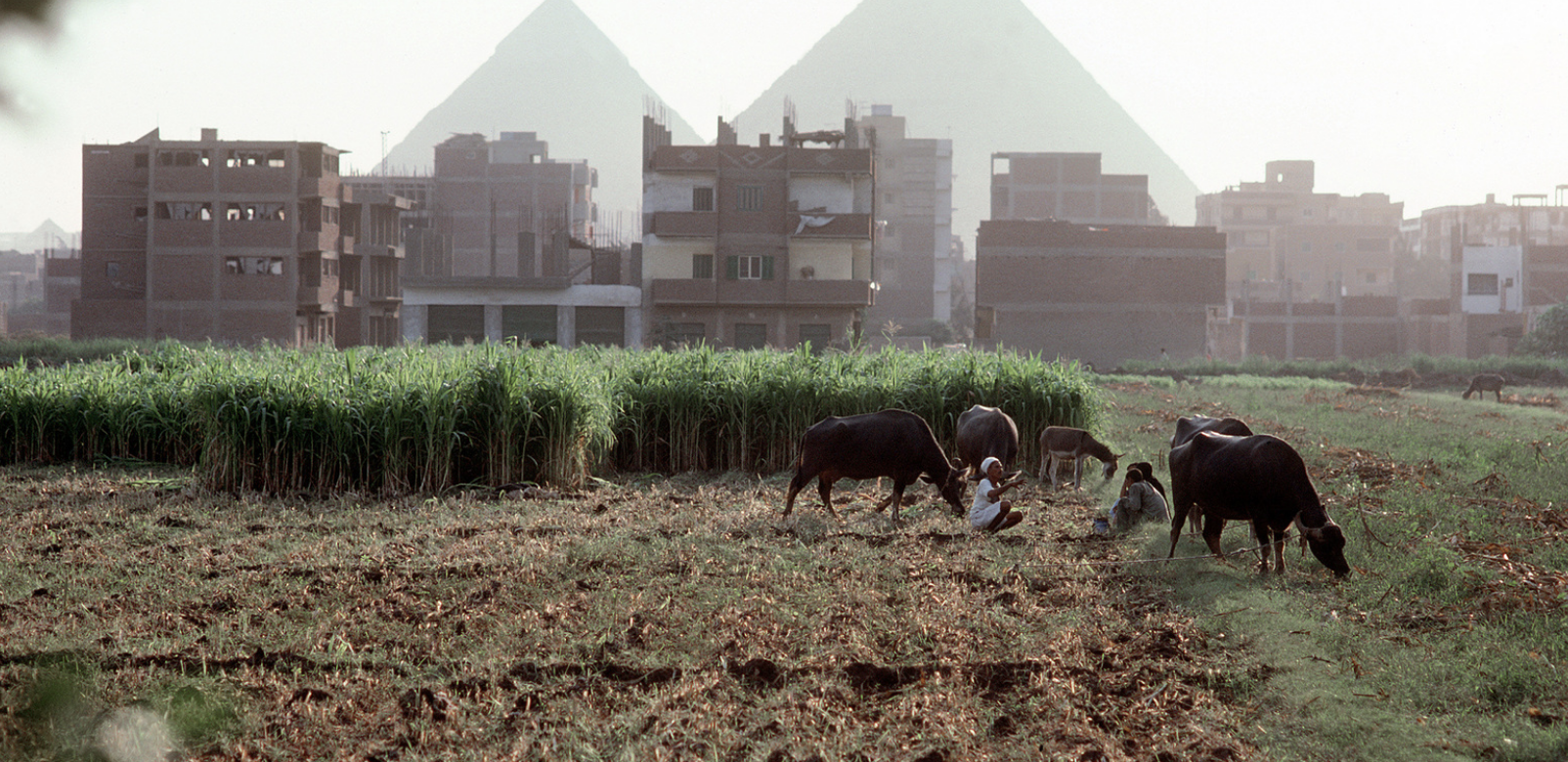 L’Egypte veut profiter des opportunités commerciales liées à la forte demande chinoise de produits agricoles