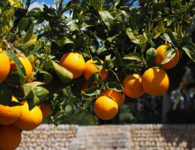 Le Maroc prévoit une récolte de 2,5 millions de tonnes d’agrumes en 2021/2022. La filière compte pour 20 % des recettes d’exportation agricole et emploie 150 000 personnes