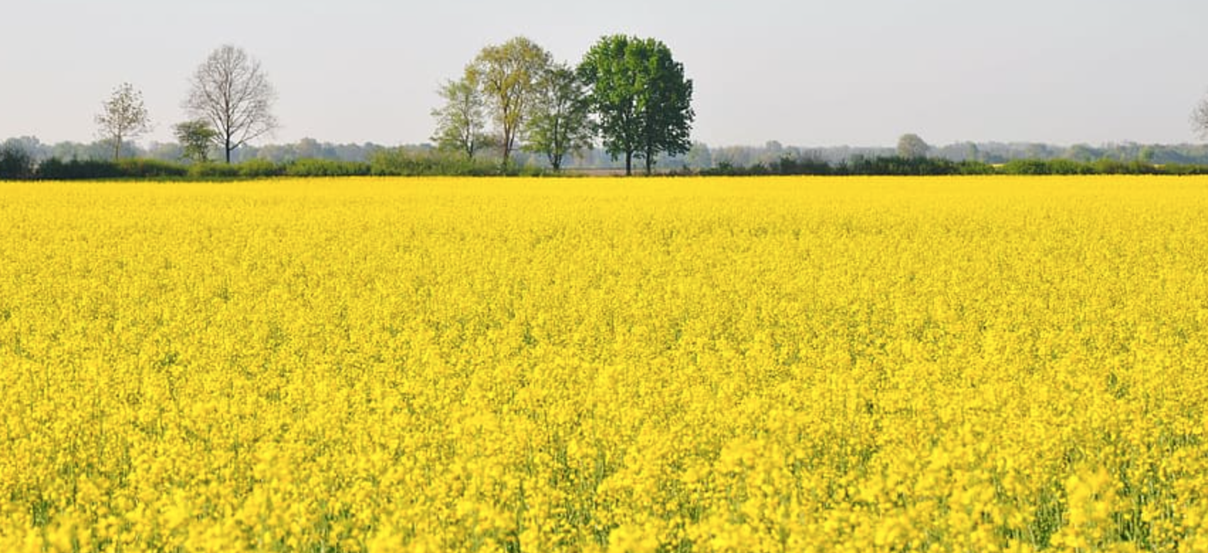 Maroc : L’industrie des oléagineux a de grandes ambitions avec le doublement des superficies emblavées à 80 000 hectares d’ici 2030 dont 30 000 en colza et 50 000 pour le tournesol