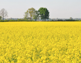 Maroc : L’industrie des oléagineux a de grandes ambitions avec le doublement des superficies emblavées à 80 000 hectares d’ici 2030 dont 30 000 en colza et 50 000 pour le tournesol