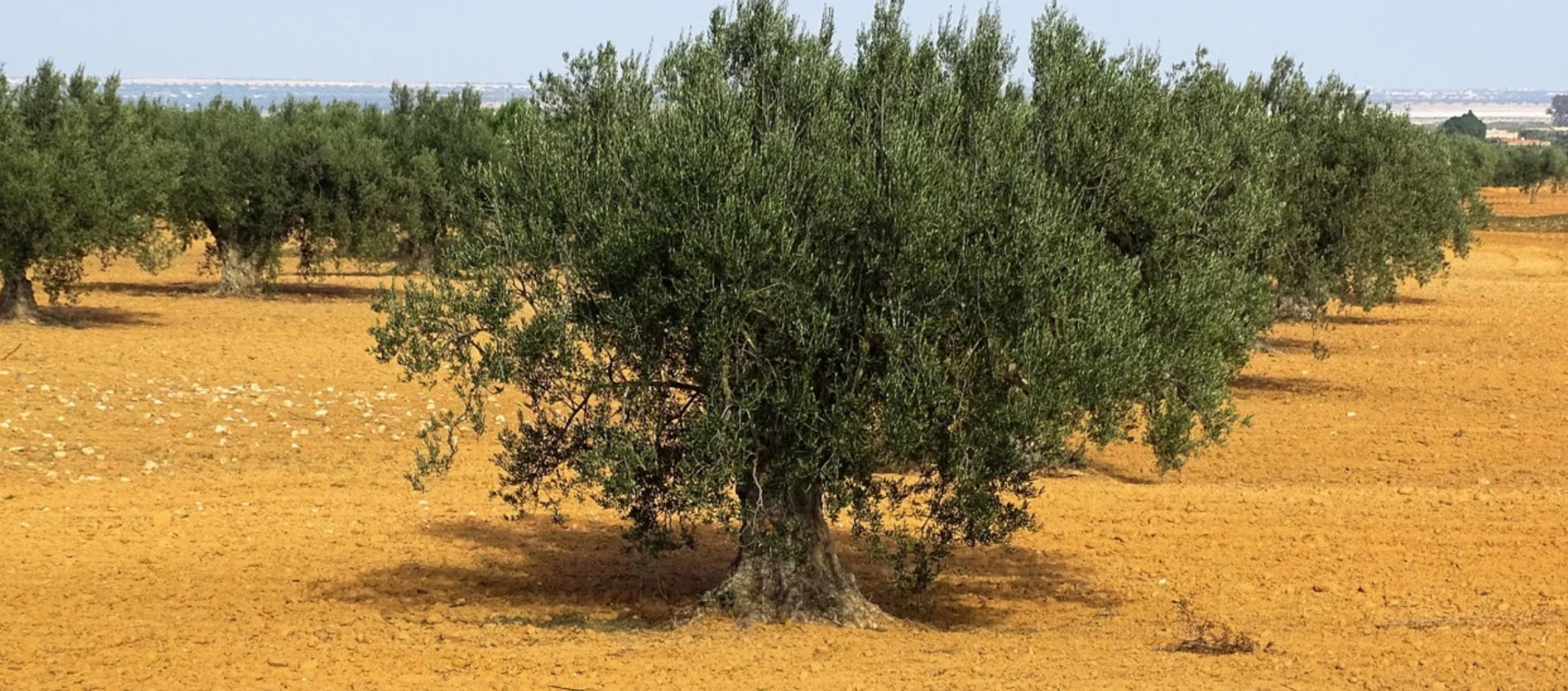 Tunisie : La Compagnie Générale des Industries Alimentaires grâce à un nouveau prêt de 6 millions d’€ va pouvoir renforcer ses exportations d’huile d’olive