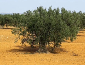 Tunisie : La Compagnie Générale des Industries Alimentaires grâce à un nouveau prêt de 6 millions d’€ va pouvoir renforcer ses exportations d’huile d’olive