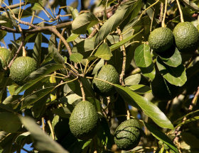 Maroc : La filière avocats devrait enregistrer une belle performance commerciale en 2021/2022 grâce à de nouveaux vergers