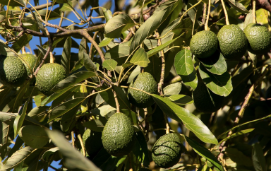 Maroc : La filière avocats devrait enregistrer une belle performance commerciale en 2021/2022 grâce à de nouveaux vergers