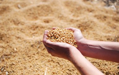 Egypt is the largest consumer of soybeans in Africa and the world's 5th largest importer of the raw material after China, the EU, Mexico and Argentina