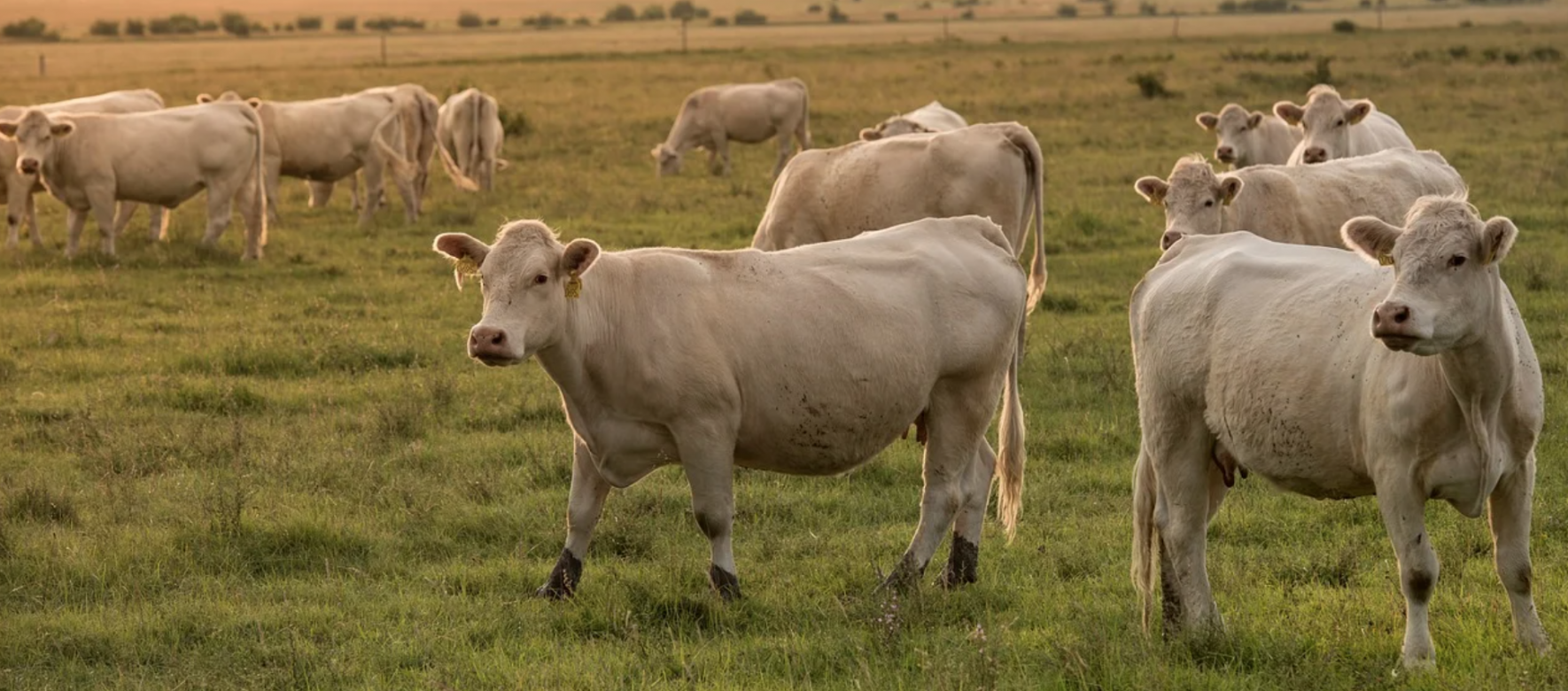 Algérie : Réouverture du marché algérien aux génisses et bovins d’engraissement français