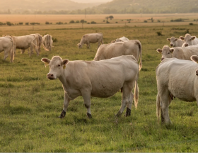 Algérie : Réouverture du marché algérien aux génisses et bovins d’engraissement français