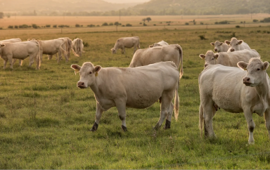 Algérie : Réouverture du marché algérien aux génisses et bovins d’engraissement français