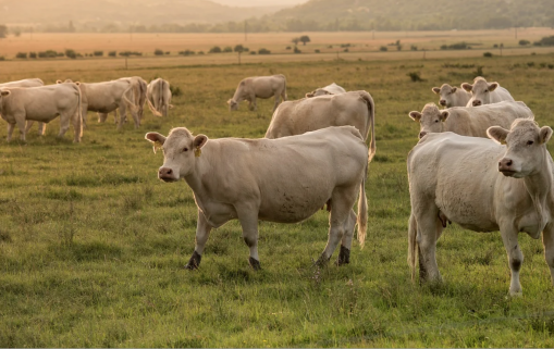 Algérie : Réouverture du marché algérien aux génisses et bovins d’engraissement français