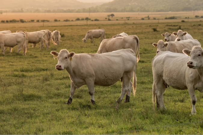 Algérie : Réouverture du marché algérien aux génisses et bovins d’engraissement français