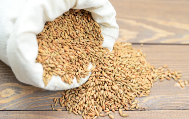 L’Algérie représente le second consommateur africain de blé derrière l’Egypte et le 5e importateur mondial de la céréale derrière l’Egypte, la Chine, l’Indonésie et la Turquie