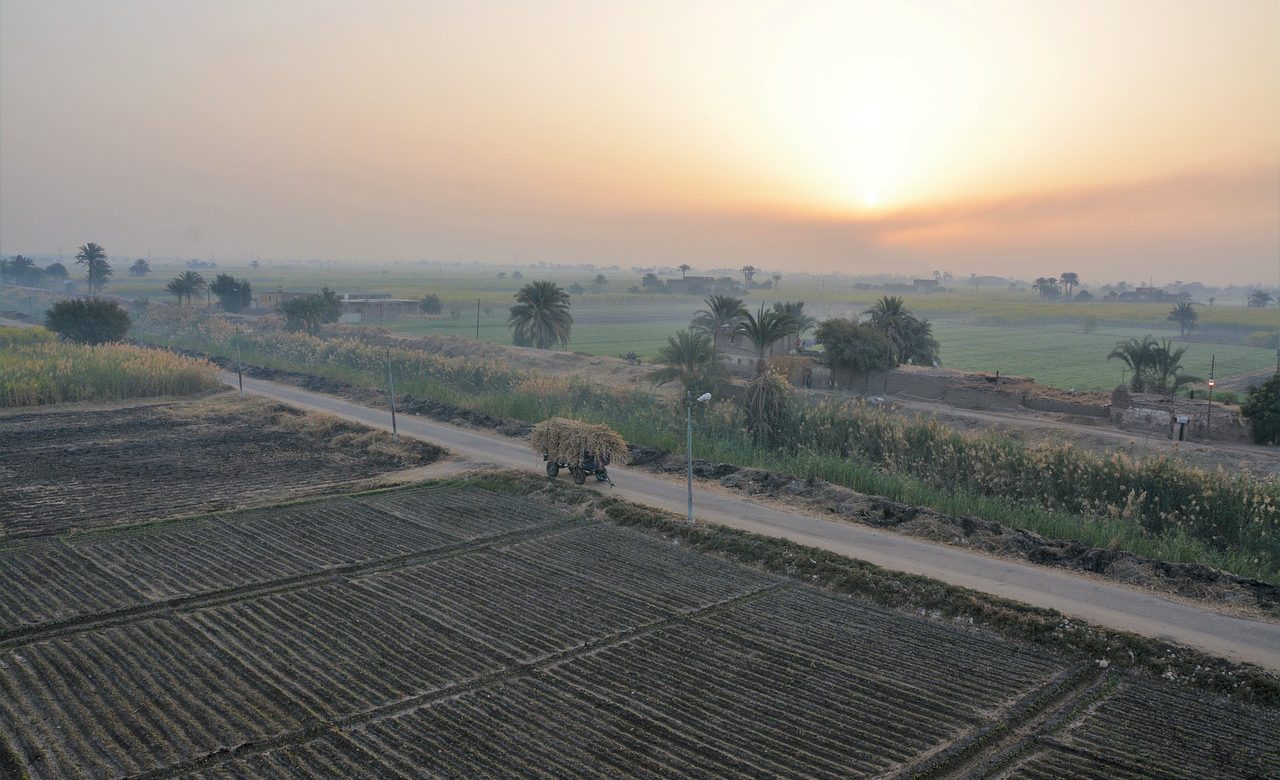 Egypte : Le ministère du Commerce a annoncé l' interdiction des expéditions de plusieurs articles agricoles de base durant les trois prochains mois