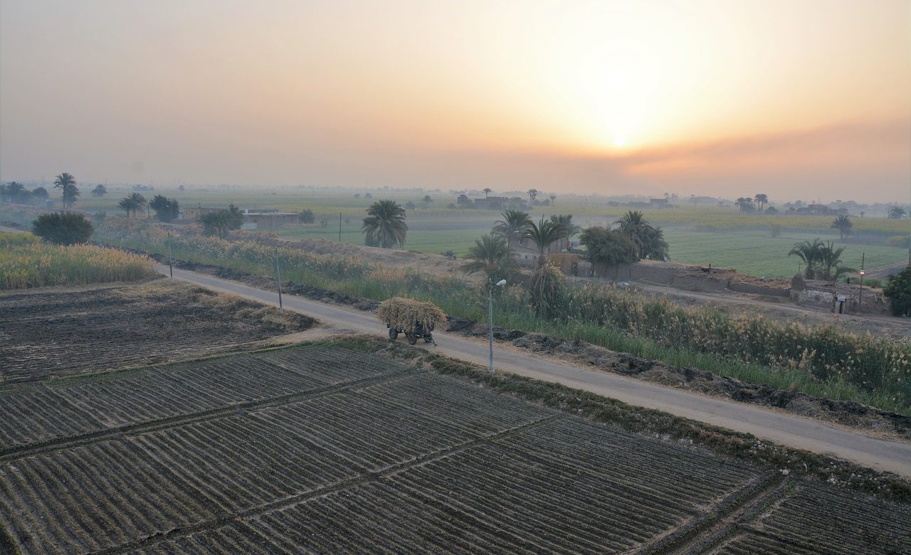 Egypte : Le ministère du Commerce a annoncé l' interdiction des expéditions de plusieurs articles agricoles de base durant les trois prochains mois