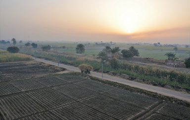 Egypte : Le ministère du Commerce a annoncé l' interdiction des expéditions de plusieurs articles agricoles de base durant les trois prochains mois