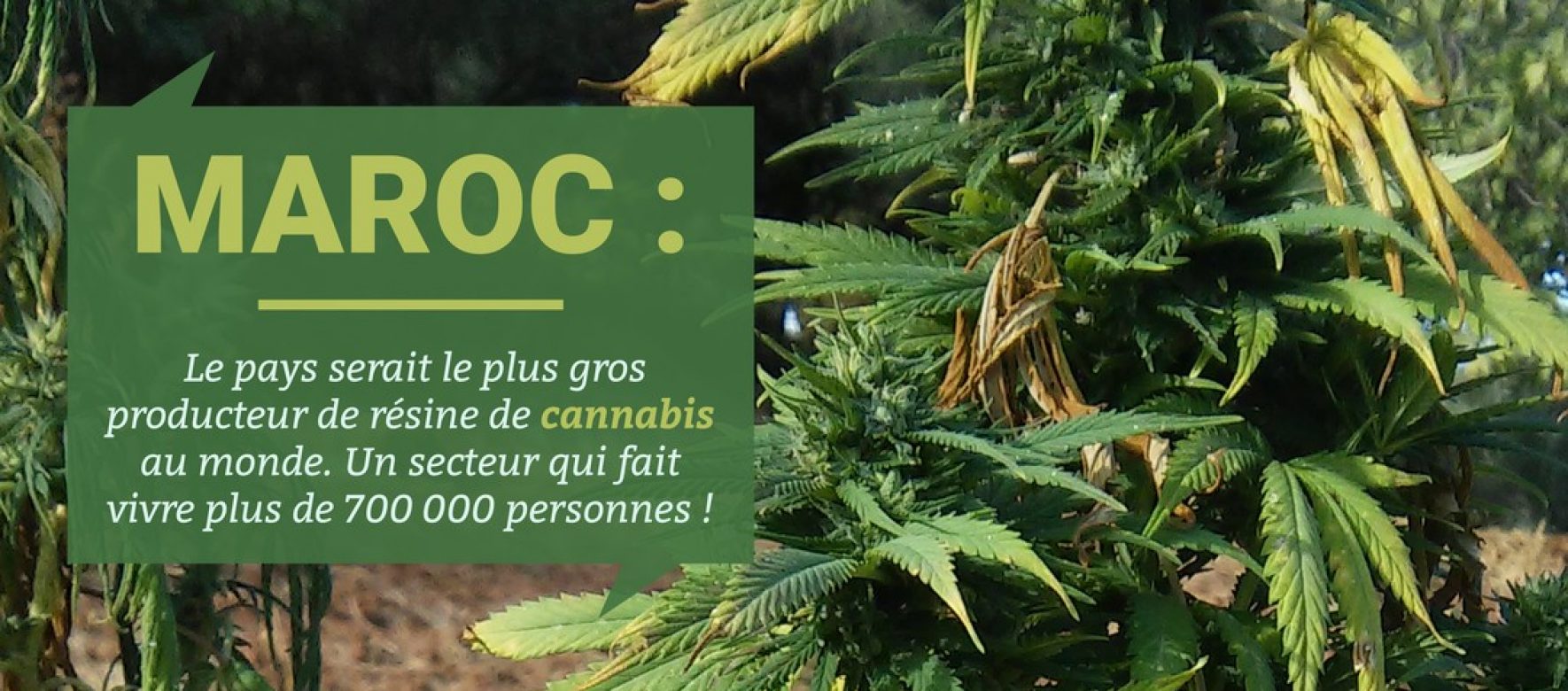 Maroc : Le gouvernement autorise la légalisation de l’usage du cannabis à des fins médicales et industrielles. Le cannabis fait vivre 90 000 ménages au Maroc soit 700 000 personnes 1