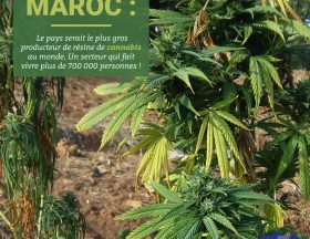 Maroc : Le gouvernement autorise la légalisation de l’usage du cannabis à des fins médicales et industrielles. Le cannabis fait vivre 90 000 ménages au Maroc soit 700 000 personnes 1