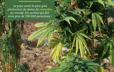 Maroc : Le gouvernement autorise la légalisation de l’usage du cannabis à des fins médicales et industrielles. Le cannabis fait vivre 90 000 ménages au Maroc soit 700 000 personnes 1