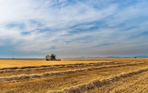 Libye : Quelles sont les conséquences de la guerre en Ukraine sur l’approvisionnement en céréales ?