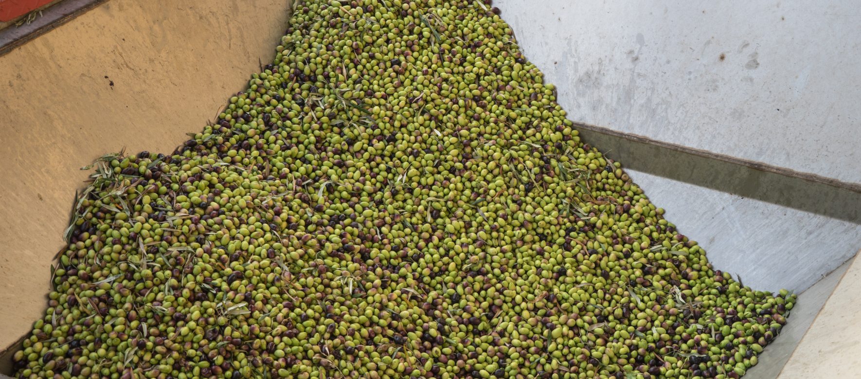 Maroc : La filière olive s’attend à une campagne 2022 record soit 200 000 tonnes, 25 % de plus qu’en 2021 soit 160 000 tonnes