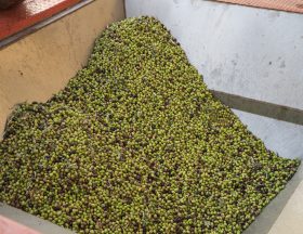 Maroc : La filière olive s’attend à une campagne 2022 record soit 200 000 tonnes, 25 % de plus qu’en 2021 soit 160 000 tonnes