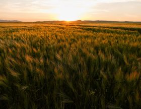 L'Algérie veut valoriser les produits agricoles de son terroir, qui occupent une place importante sur le marché national, destinés à la confiserie tels la confiture, le beurre et le miel 2