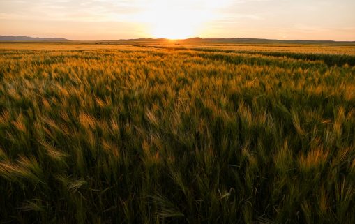 L'Algérie veut valoriser les produits agricoles de son terroir, qui occupent une place importante sur le marché national, destinés à la confiserie tels la confiture, le beurre et le miel 2