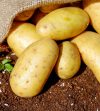 Tunisie : La production de pommes de terre devrait dépasser les 250 000 tonnes durant la période de saison courant de mai à juin, plus de la moitié de la récolte annuelle 1