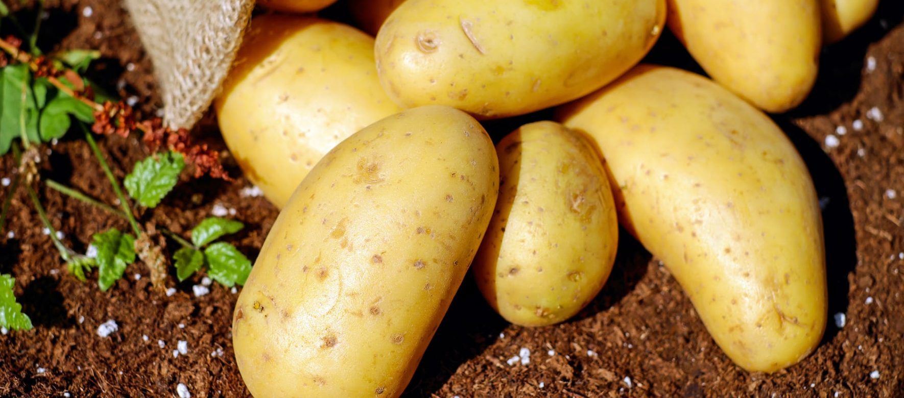 Tunisie : La production de pommes de terre devrait dépasser les 250 000 tonnes durant la période de saison courant de mai à juin, plus de la moitié de la récolte annuelle 1