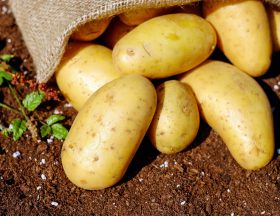 Tunisie : La production de pommes de terre devrait dépasser les 250 000 tonnes durant la période de saison courant de mai à juin, plus de la moitié de la récolte annuelle 1
