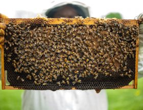 Abeilles Maroc