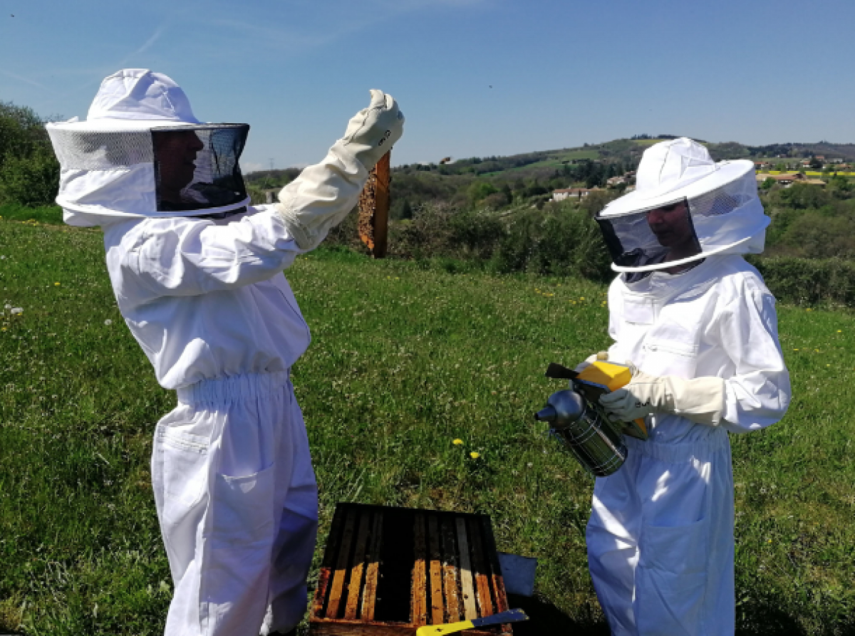 apiculture