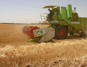 Cereal harvest in Algeria in 2011