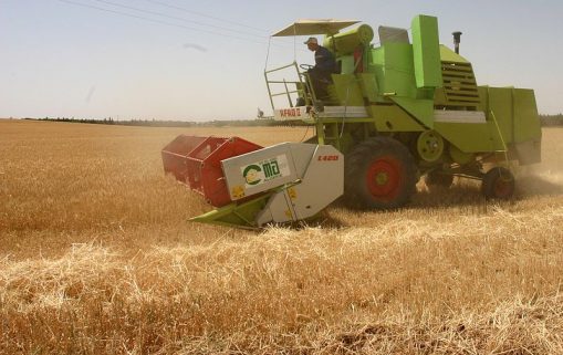 Cereal harvest in Algeria in 2011