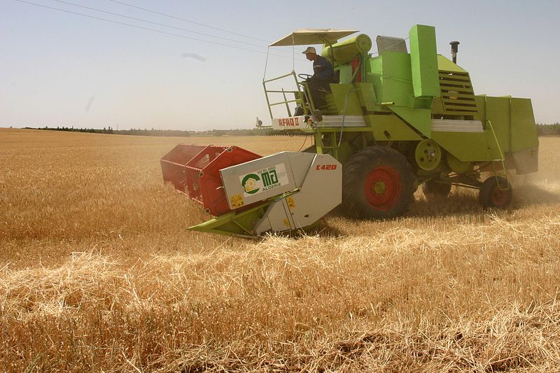 Cereal harvest in Algeria in 2011