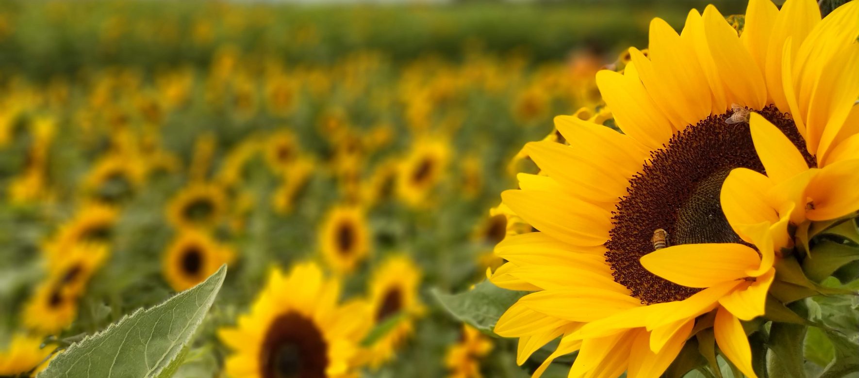 sunflower sunflowers field flowers bees flower 1448453 pxhere.com