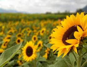 sunflower sunflowers field flowers bees flower 1448453 pxhere.com