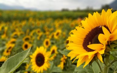 sunflower sunflowers field flowers bees flower 1448453 pxhere.com
