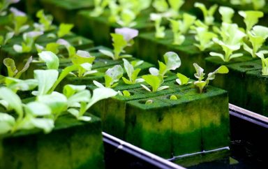 hydroponics 4447707 1280