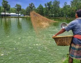 Farmer feeds fish in pond