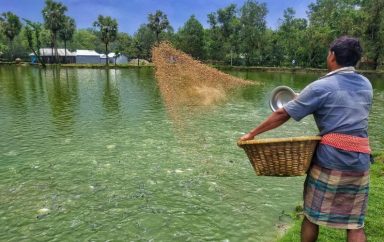 Farmer feeds fish in pond