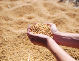 soybean g52e3aff48 1280