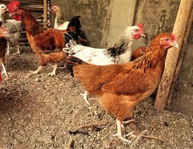 1024px Des Poulets Goliath de couleur beige dans un poulailler au Bénin