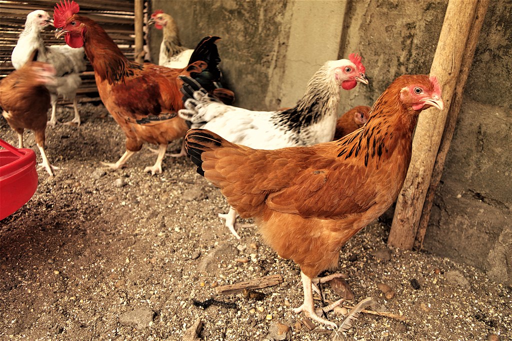 1024px Des Poulets Goliath de couleur beige dans un poulailler au Bénin