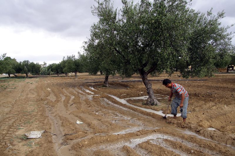 Préparation des sol aux cultures d'hivernage dans la plaine de Kairouan en Tunisie centrale